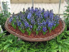 a basket filled with blue flowers sitting on top of green plants