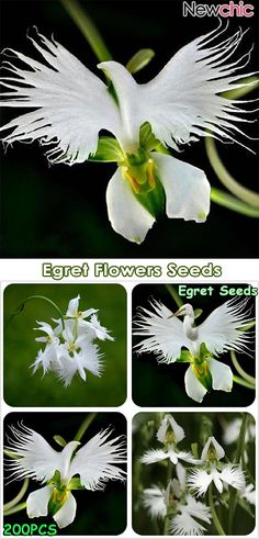 white flowers are shown with green leaves and petals in the center, along with four different pictures