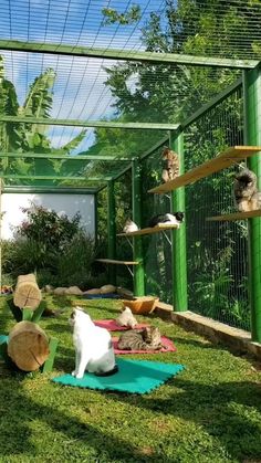 several cats are sitting on yoga mats in a green caged area with trees and grass