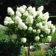 white flowers are blooming in the middle of a garden area with green grass and bushes