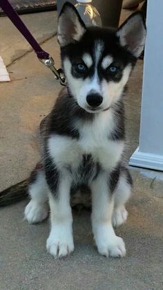 a husky puppy sitting on the ground next to a fire hydrant with blue eyes