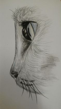 a pencil drawing of a cat's face