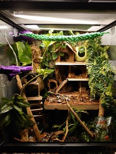 Reptile viv Lizard Home Ideas, Aesthetic Terrarium Reptile, Gothic Reptile Enclosure, Big Reptile Enclosure, Reptile Enclosure Decor, Cute Crested Gecko Tank Ideas, Lizard Cage Ideas, Diy Crested Gecko Decor, Frog Cage Ideas