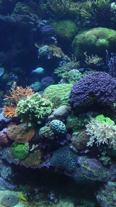 an aquarium filled with lots of different types of corals and seaweed on the bottom