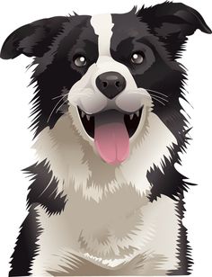 a black and white dog with its tongue out looking at the camera, transparent background