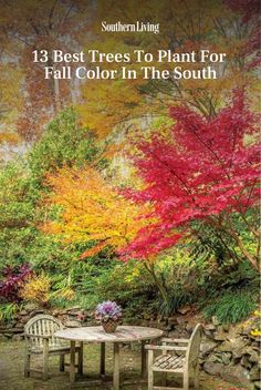 the cover of southern living's 13 best trees to plant for fall color in the south