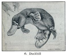 an illustration of a duckbill flying through the air