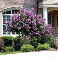 purple flowers are blooming in front of a brick house with steps leading up to it