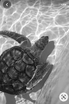 a black and white photo of a sea turtle