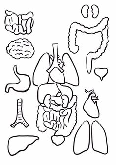 an outline drawing of the human body and organs in black and white, with text that reads