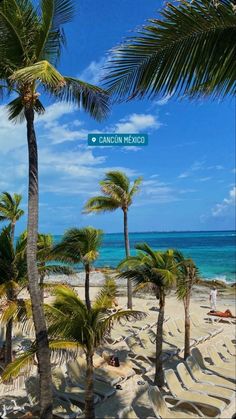 palm trees line the beach in cancun, mexico