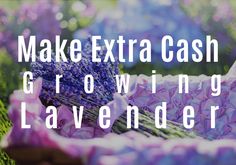 lavender flowers with the words make extra cash growing lavenders on it in front of them