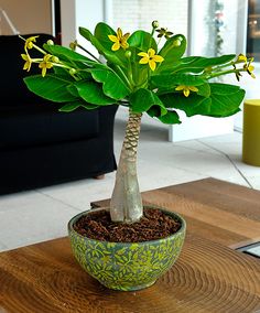 a potted plant sitting on top of a wooden table