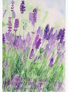 watercolor painting of lavender flowers