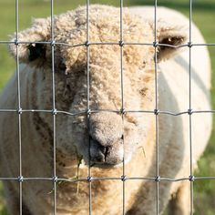 a sheep is standing behind a fence in the grass