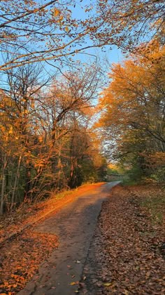 a dirt road surrounded by trees with yellow leaves on the ground and blue sky in the background