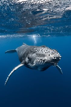 Ne manquez pas l'arrivée des baleines à bosse à Tahiti  !
Don't miss the arrival of the humpback whales in Tahiti. Whale Photos, Whale Pictures, Whale Illustration, Tattoo Nature, Sea Mammal, Save The Whales, Whale Art, Beautiful Sea Creatures, Water Animals