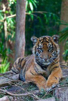 a tiger laying on top of a pile of grass next to some trees and bushes