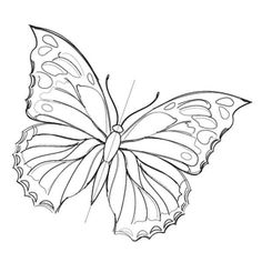 a drawing of a butterfly on a white background