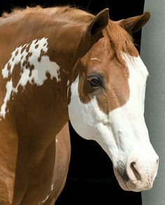 a brown and white horse standing next to a metal pole in front of a black background