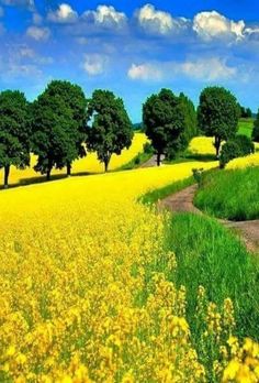 a field with yellow flowers and green trees