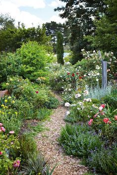 a garden filled with lots of flowers next to a lush green forest covered in trees