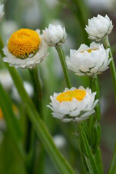 several white and yellow flowers with green stems