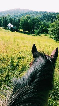 A horse on the top of the hill, looking down at a house. The Hill, Farm Life, A Horse, A House, Horses, The Top, Natural Landmarks, Travel, Nature