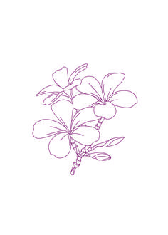 a line drawing of flowers on a white background