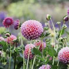 many pink flowers with green leaves in the foreground