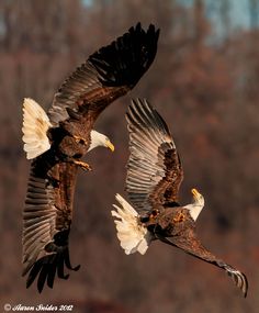 two bald eagles flying through the air with trees in the background and brown foliage behind them