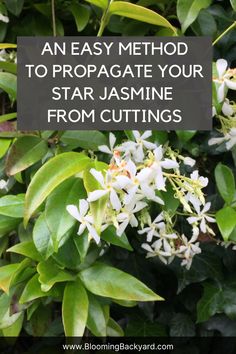 an easy method to propagate your star jasmine from cuttings