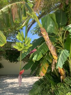 a bunch of bananas hanging from a tree in the middle of some trees and bushes