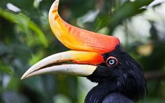 a close up of a bird with a very large beak and an orange - colored head