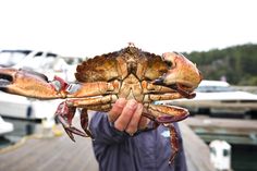 a man holding up a large crab on a dock