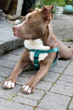 a brown and white dog laying on top of a brick floor next to a green leash