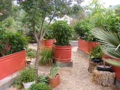 a garden filled with lots of potted plants