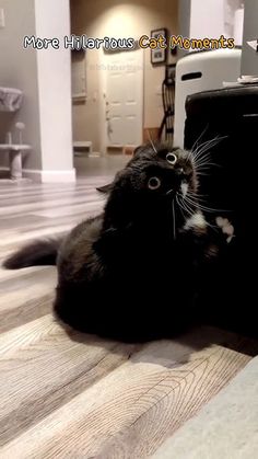 a black cat laying on the floor next to a suitcase