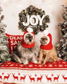 two dogs wearing christmas hats sitting on a blanket