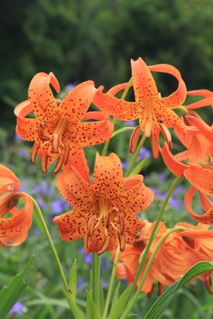 some orange flowers are growing in the grass