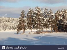 snow covered pine trees stand in the foreground on a sunny day - stock image