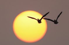 two birds flying in front of the sun