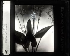 black and white photograph of flowers with words on them