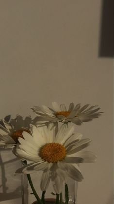 three white daisies in a clear glass vase