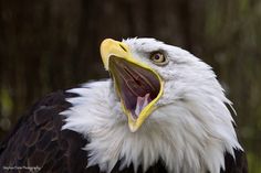 an eagle with its mouth open and it's tongue out