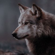 a wolf is standing in the woods looking off into the distance with it's eyes open