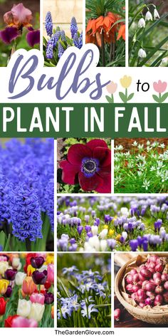 the words bulbs to plant in fall surrounded by pictures of flowers