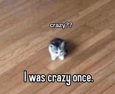 a small kitten sitting on top of a wooden floor next to a caption that reads crazy? i was crazy once