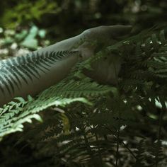 a person with tattoos on their arm is walking through the woods in front of some ferns