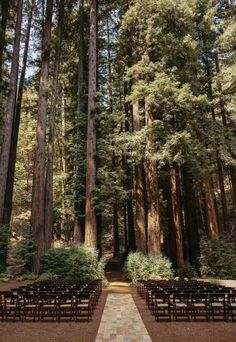 rows of wooden benches sitting in the middle of a forest filled with tall pine trees